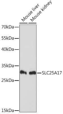 Western Blot: SLC25A17 AntibodyAzide and BSA Free [NBP2-94298]